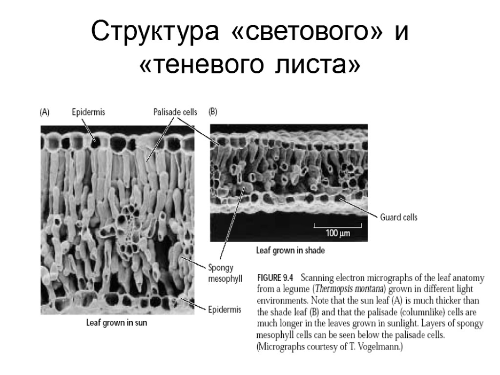 Структура «светового» и «теневого листа»